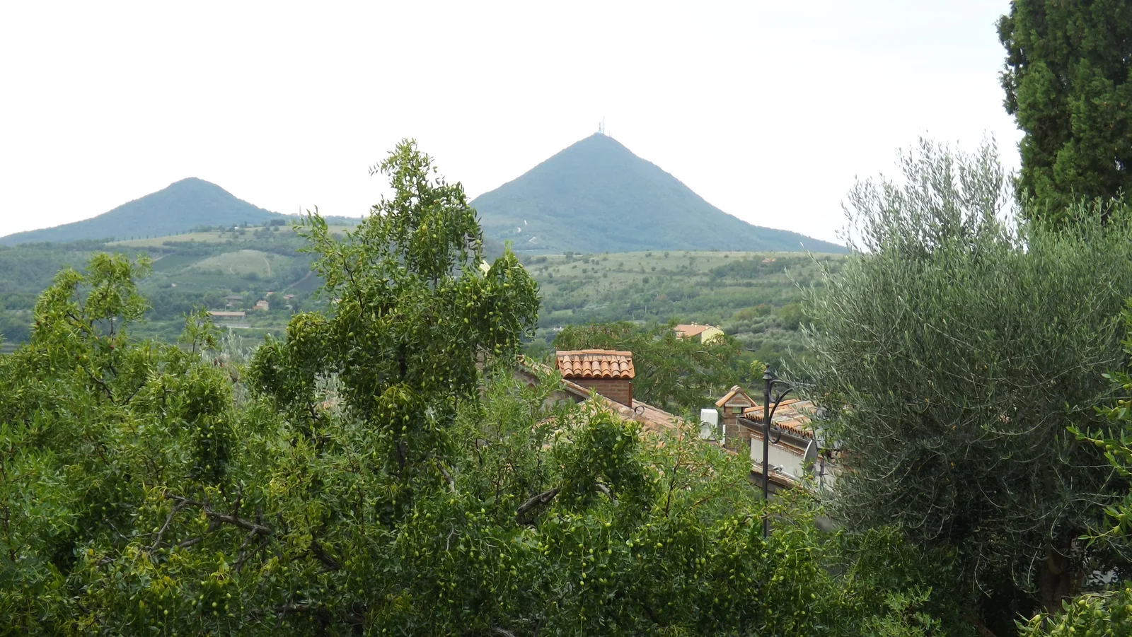 Olivi e vegetazione spontanea nel paesaggio dei Colli Euganei